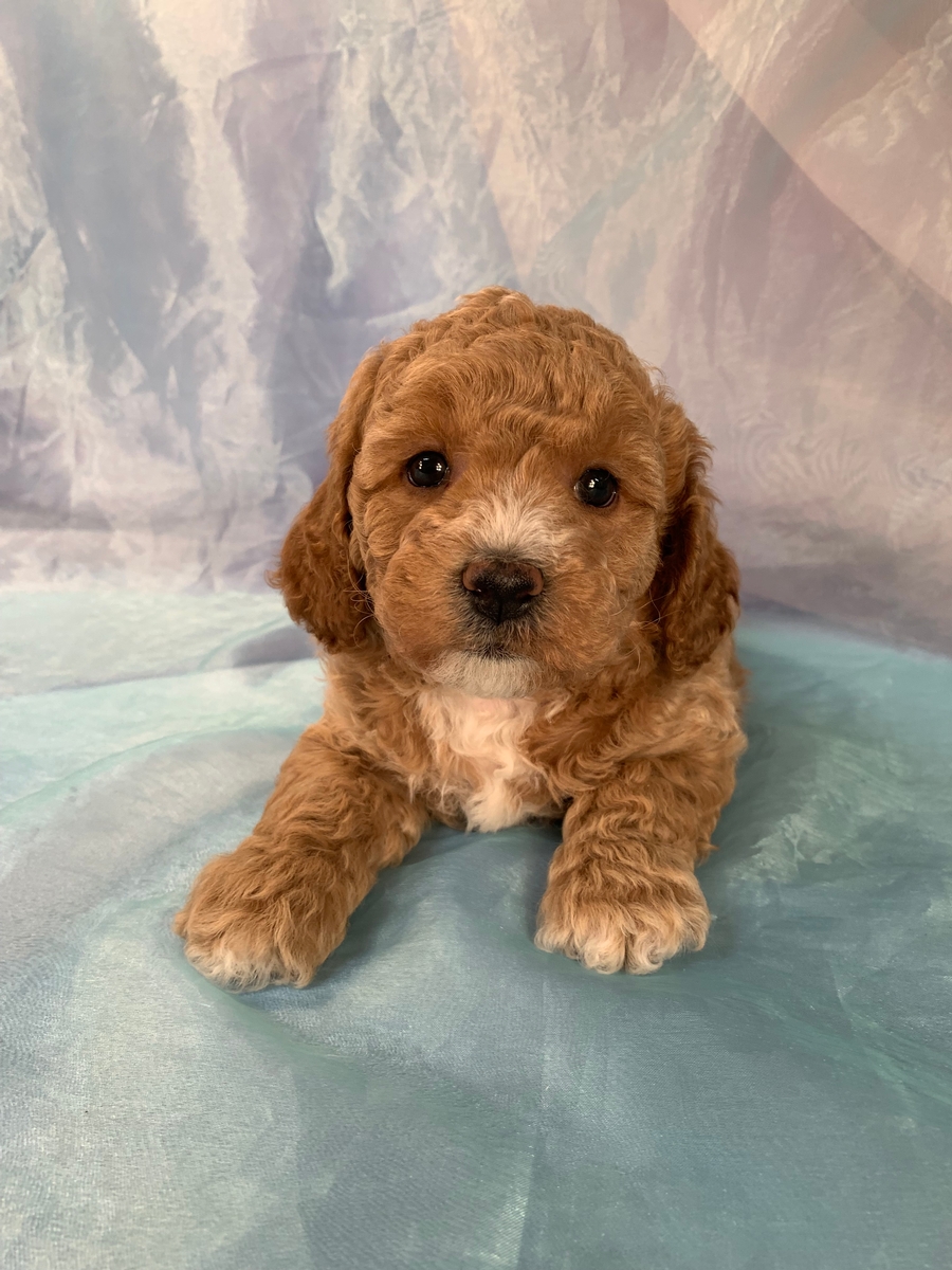 F1 Bichon Poodle Puppy for Sale DOB 10-13-2022 $1200